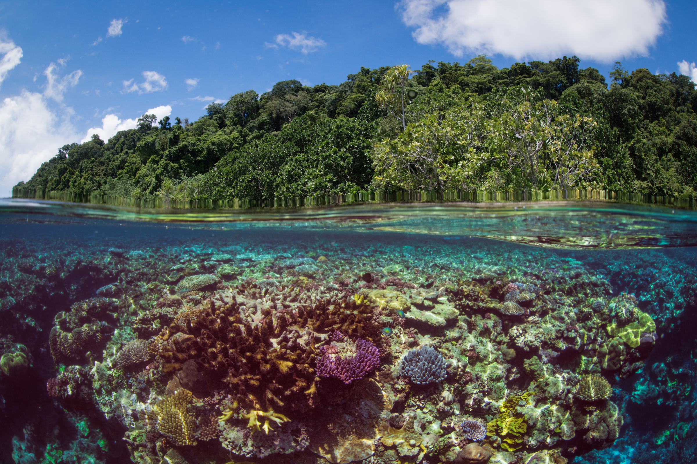 tetepare island (4).webp